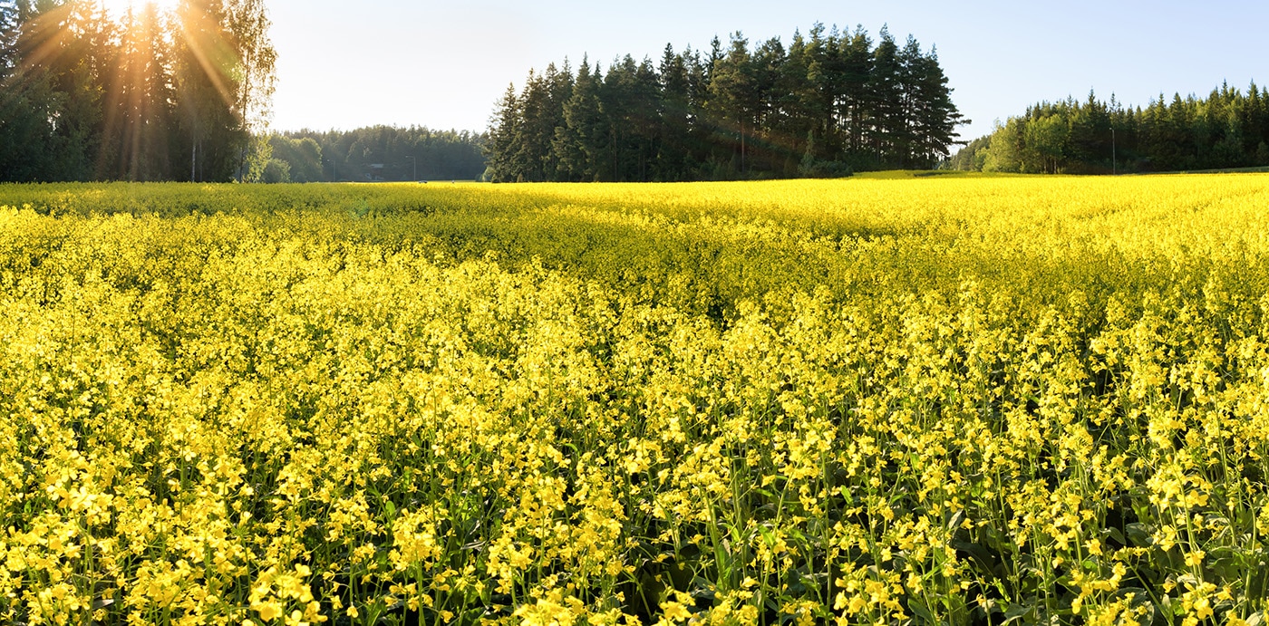 Some things you didn’t know about mustard