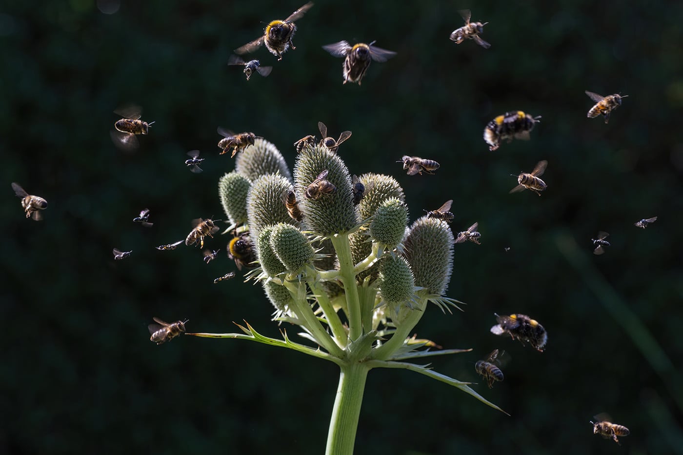 create your own pollinator garden