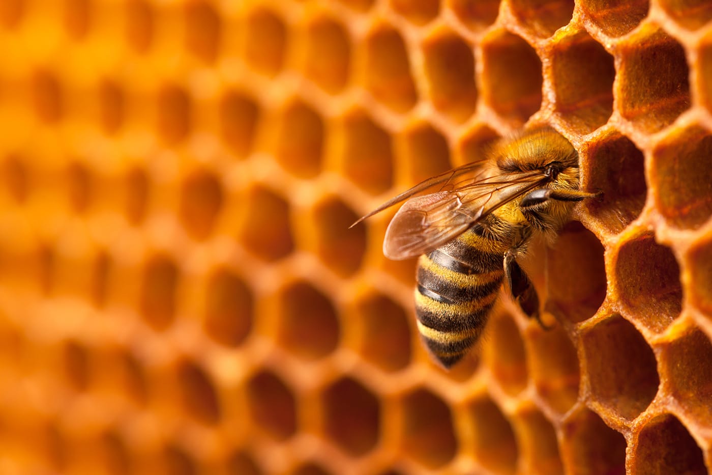 Bees, Mathematicians of the Natural World