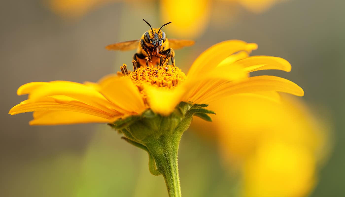 pollinator garden