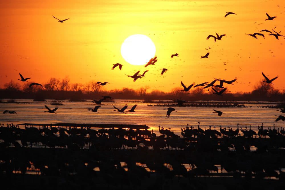 Nebraska sandhill crane migration