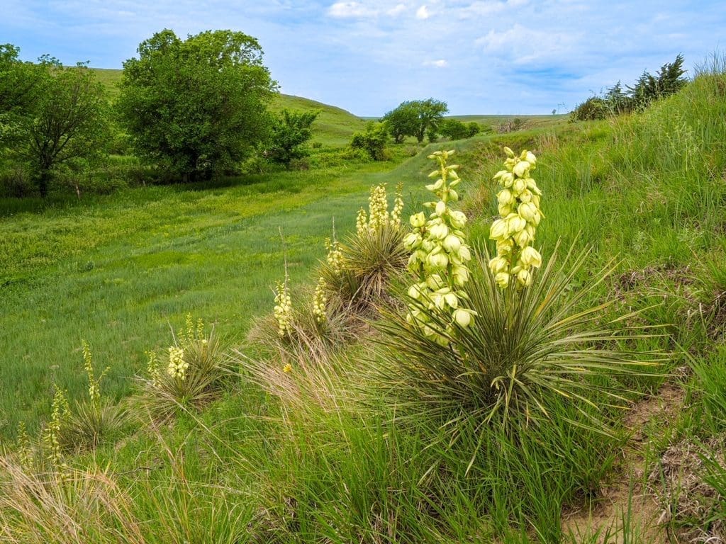 Yucca - photo by Don Brockmeier