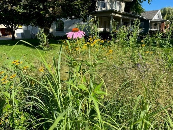 Cone Flower