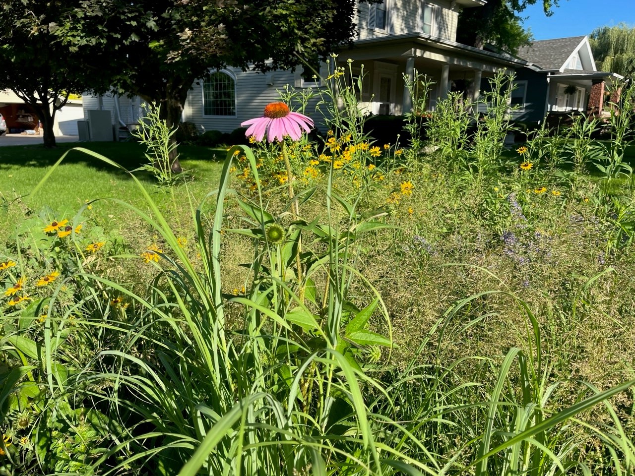 Cone Flower