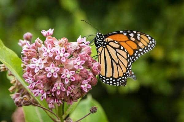 Monarchs and Milkweeds