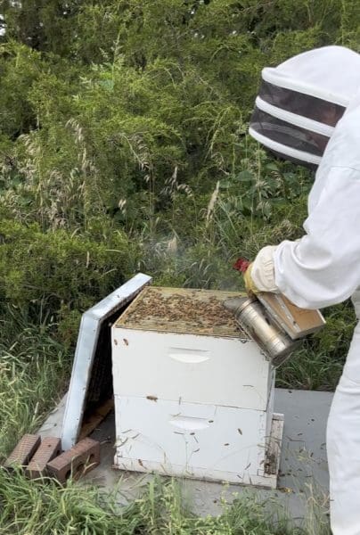 Harvesting the Honey