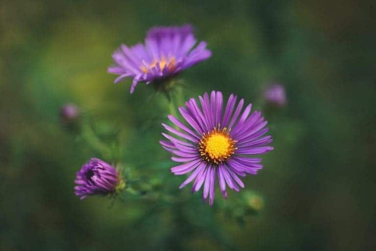 purple aster wild flowers