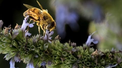 Honeybee and Annis Mint -Don Brockmeier