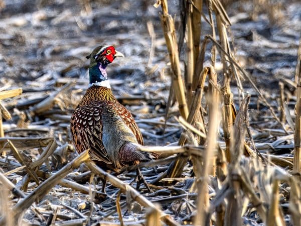 December Pheasant, photo by Don Brockmeier