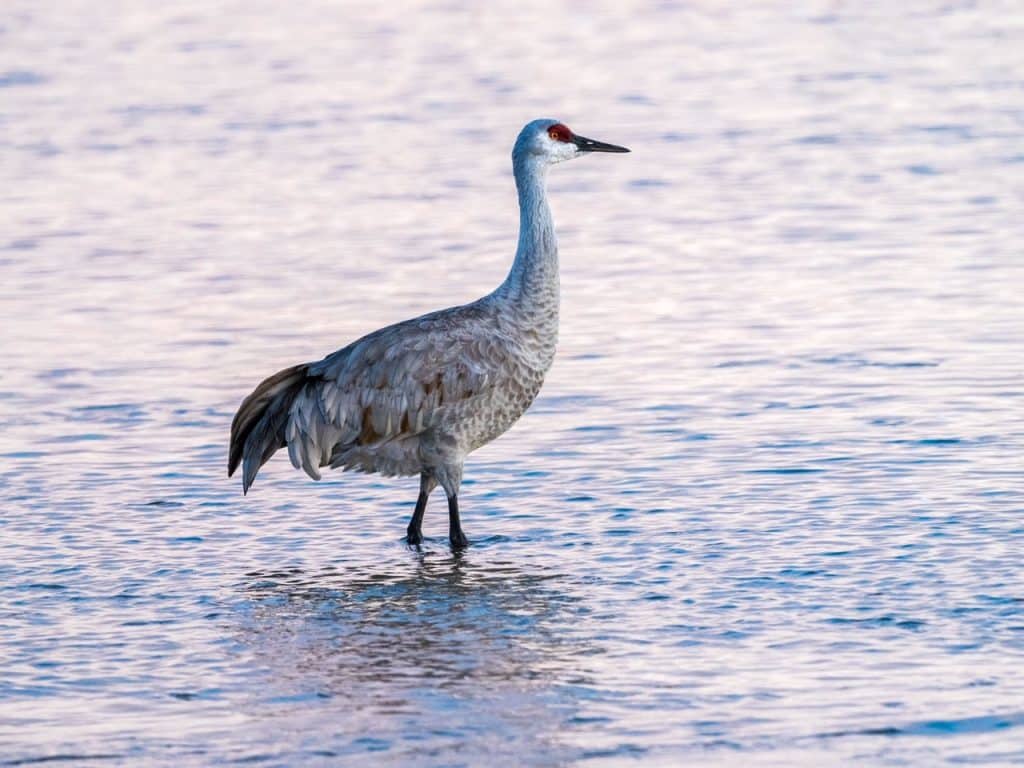 Sandhill Crane Migration, photo by Don Brockmeier.