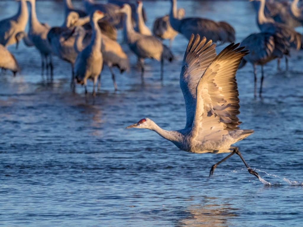 Sandhill Crane Migration, photo by Don Brockmeier.
