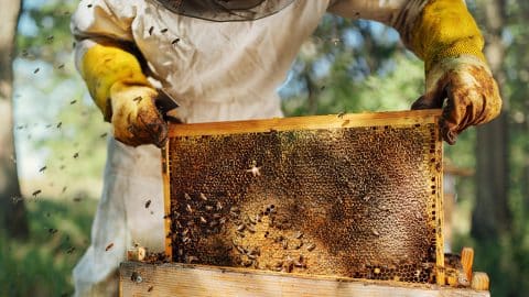 What not to do as a beginner Bee-keeper