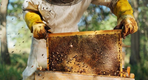 What not to do as a beginner Bee-keeper