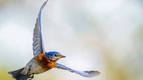 Bluebird - Don Brockmeier