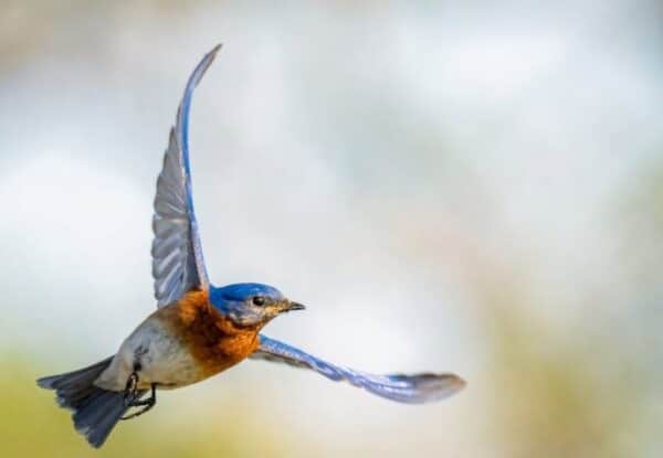 Bluebird - Don Brockmeier