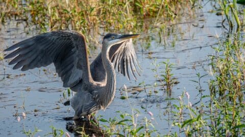 Blue Heron - Don Brockmeier
