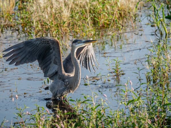 Blue Heron - Don Brockmeier